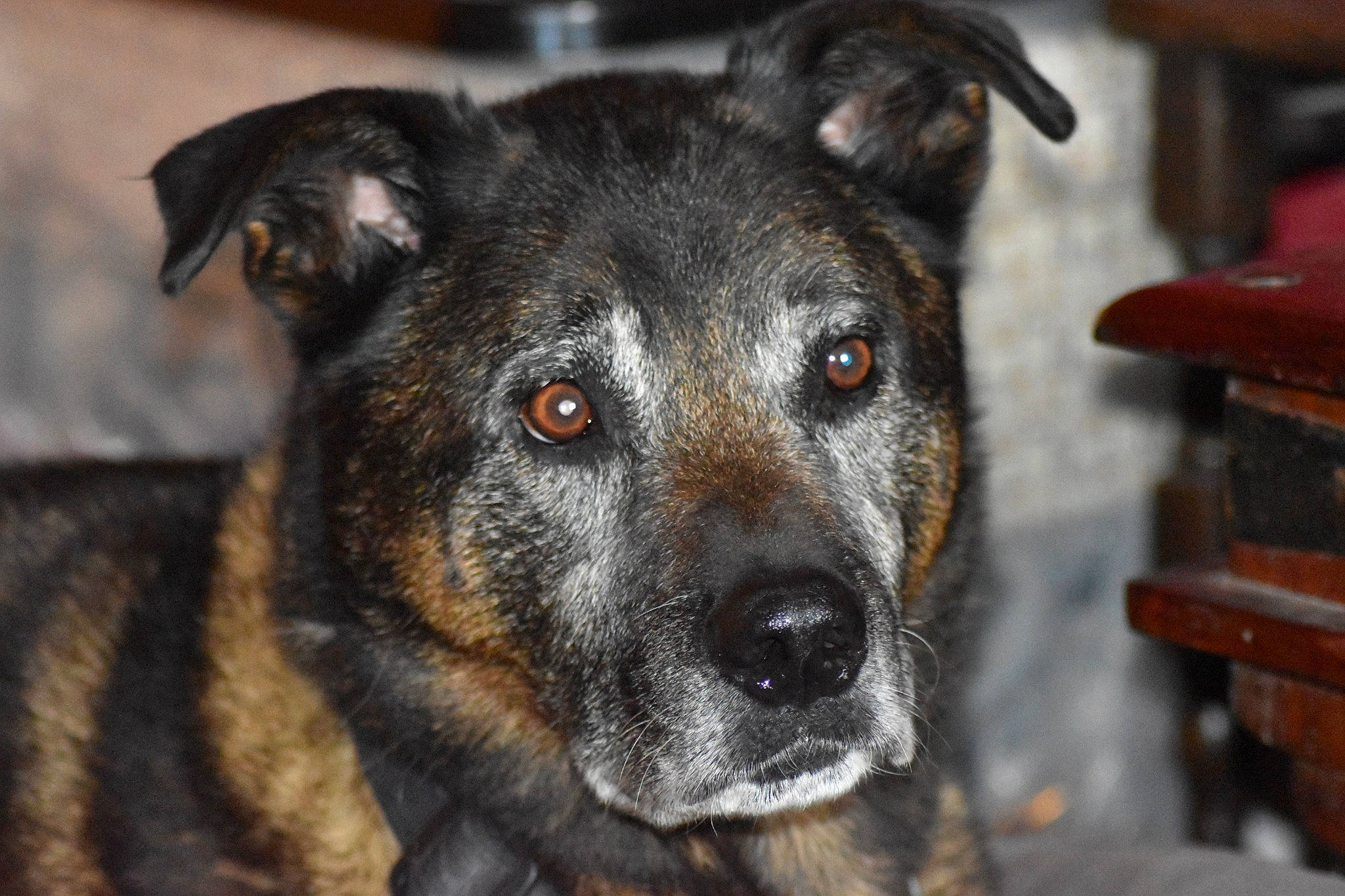 Alfie a rejoint le concours — aidez-le/la à gagner de superbes lots ! australian_cattle_dog, canidae, carnivore, companion_dog, dog, dog_breed, fur, guard_dog, herding_dog, plant, snout, sporting_group, street_dog, texas_heeler, whiskers, working_animal, working_dog