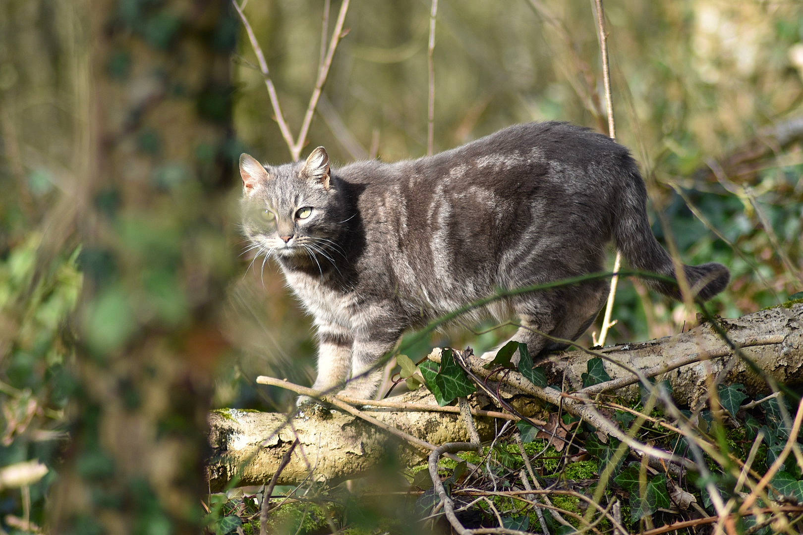 Sylvia participe au concours pour gagner de l'argent avec cette photo : bobcat, carnivore, cat, domestic_short_haired_cat, fawn, felidae, fur, grass, lynx, plant, small_to_medium_sized_cats, snout, tail, terrestrial_animal, twig, whiskers, wildlife