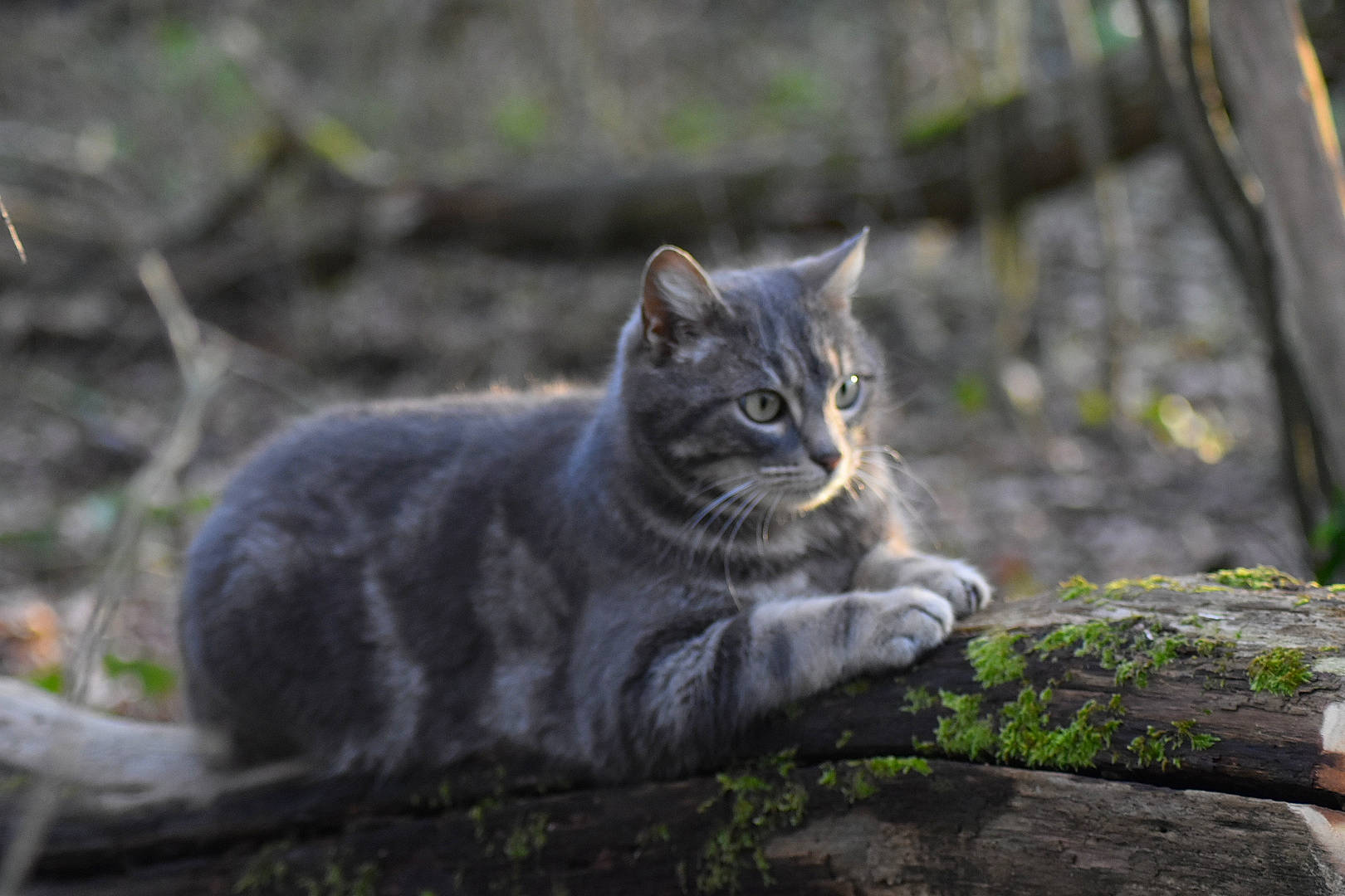 Sylvia a rejoint le concours — aidez-le/la à gagner de superbes lots ! asphalt, carnivore, cat, domestic_short_haired_cat, felidae, fur, grass, grey, plant, road_surface, sitting, small_to_medium_sized_cats, snout, tail, terrestrial_animal, tree, trunk, whiskers, wildlife, wood