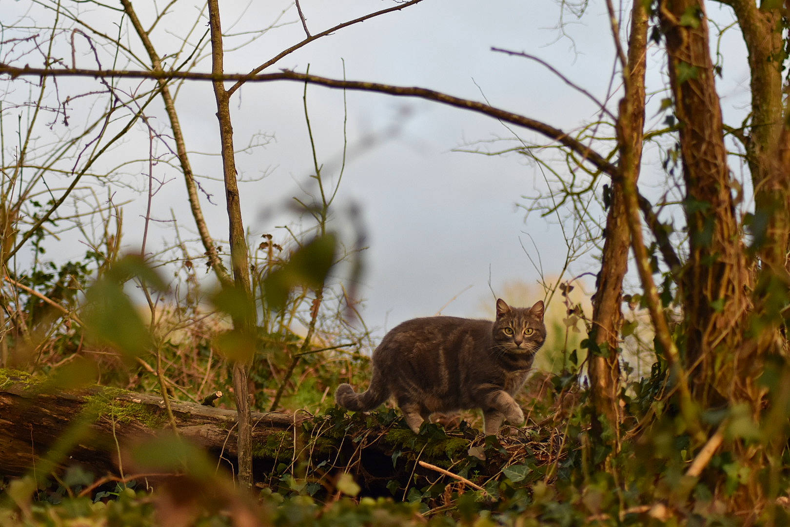 Sylvia a rejoint le concours — aidez-le/la à gagner de superbes lots ! carnivore, cat, fawn, felidae, forest, grass, grass_family, grassland, mammal, natural_landscape, plant, sky, small_to_medium_sized_cats, tail, terrestrial_animal, trunk, twig, whiskers, wildlife, wood