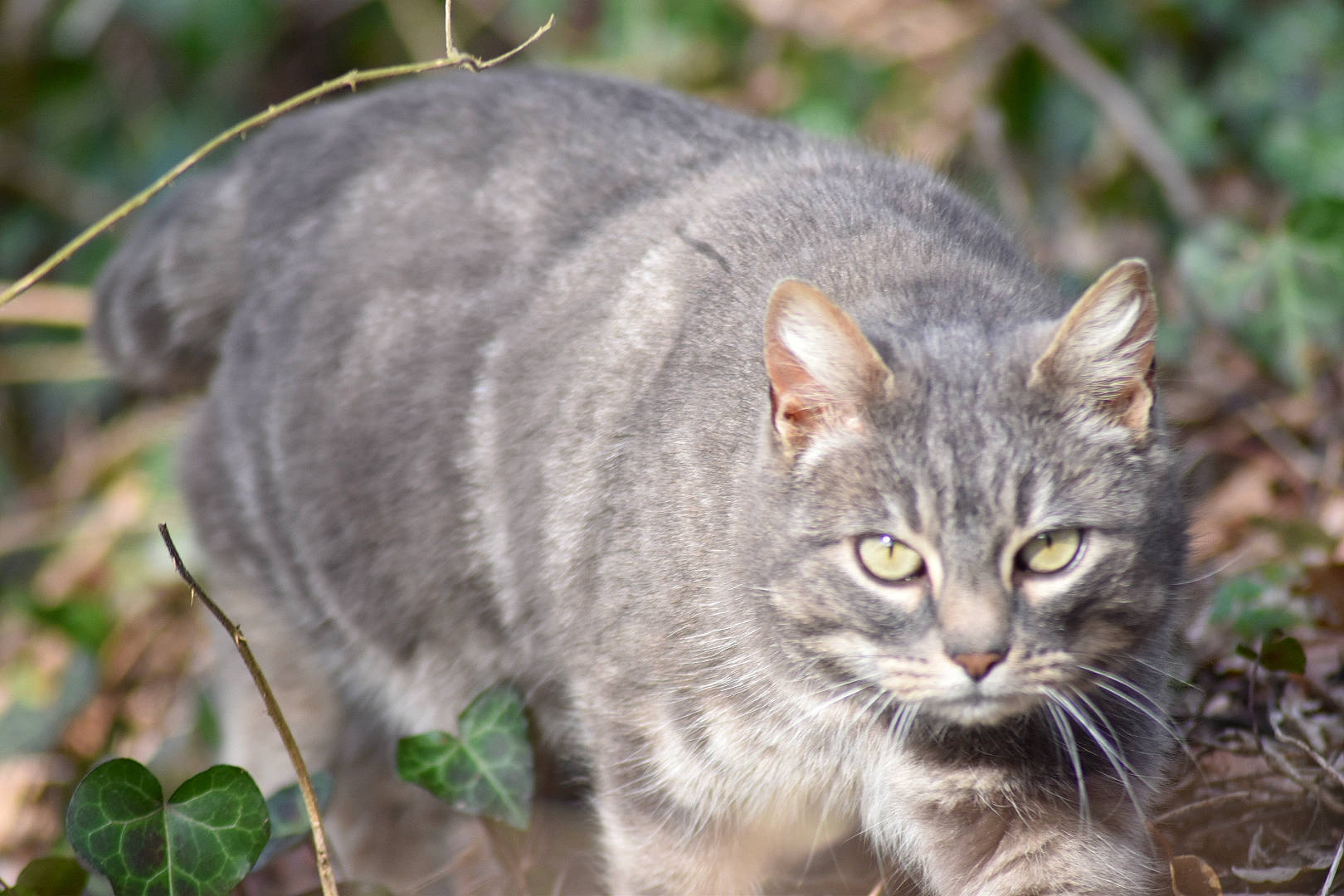 Sylvia participe au concours pour gagner de l'argent avec cette photo : carnivore, cat, domestic_short_haired_cat, fawn, felidae, fur, grass, groundcover, iris, plant, small_to_medium_sized_cats, snout, tail, terrestrial_animal, tree, twig, whiskers, wildlife