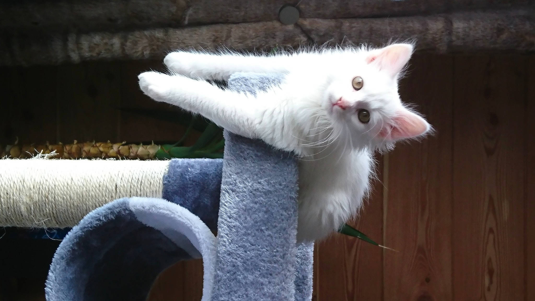 Noisette participe au concours pour gagner de l'argent avec cette photo : aegean_cat, carnivore, cat, felidae, khao_manee, paw, polydactyl_cat, small_to_medium_sized_cats, tail, turkish_angora, turkish_van, whiskers