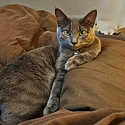 Chompi joined the competition — help win amazing prizes! abyssinian, animal, bed, blanket, cat, couch, cushion, egyptiancat, furniture, homedecor, kitten, manx, pet