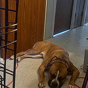 Hercules joined the competition — help win amazing prizes! dog, brown_dog, sleeping, floor, hallway, door, wooden_door, tile_floor, collar, resting, indoor, pet, animal, paw, relaxed, cord, wheel, quiet, home, napping