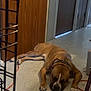 dog, brown_dog, sleeping, floor, hallway, door, wooden_door, tile_floor, collar, resting, indoor, pet, animal, paw, relaxed, cord, wheel, quiet, home, napping