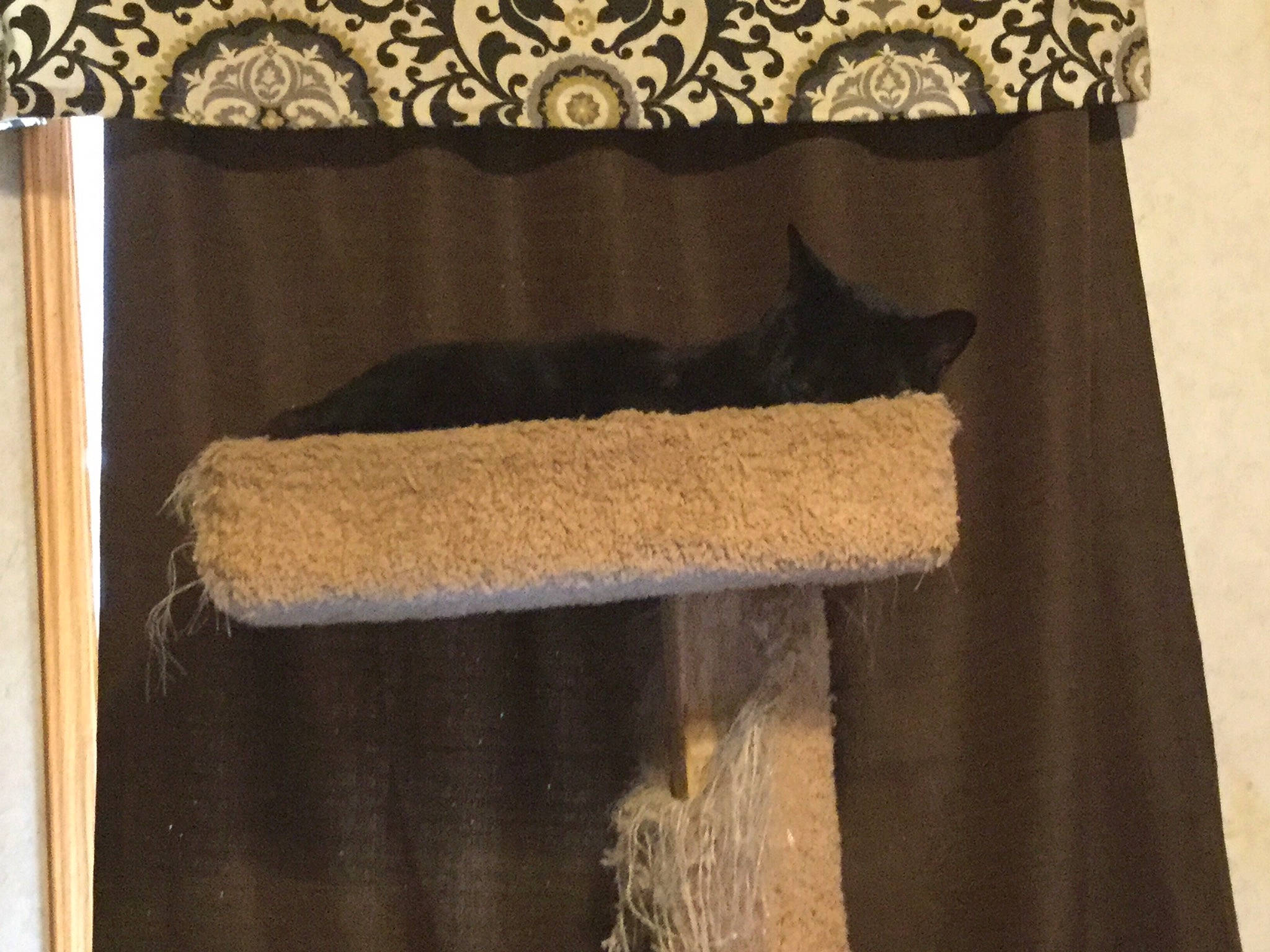 Julio joined the competition — help win amazing prizes! beige, curtain, interior_design, textile, window_treatment