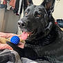 Meiko joined the competition — help win amazing prizes! animal, bed, black_dog, blanket, blue_ball, canine, closeup, cozy, dog, ears, fur, german_shepherd, happy, home, indoor, pet, playful, resting, tongue_out, toy