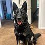 Meiko is registered to the contest to win money with this photo: animal, black_fur, brown_carpet, canine, carpet, collar, dog, ears_up, furniture, german_shepherd, happy, household, indoor, looking_at_camera, open_door, pet, room, sitting, tan_fur, tongue_out