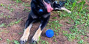 Meiko is registered to the contest to win money with this photo: animal, black_dog, blue_ball, branches, canine, collar, colorful_lights, dog, forest_floor, grass, green_plants, nature, outdoor, pet, pine_needles, playful, relaxed, tan_paws, tongue_out, tree