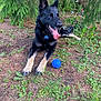 animal, black_dog, blue_ball, branches, canine, collar, colorful_lights, dog, forest_floor, grass, green_plants, nature, outdoor, pet, pine_needles, playful, relaxed, tan_paws, tongue_out, tree