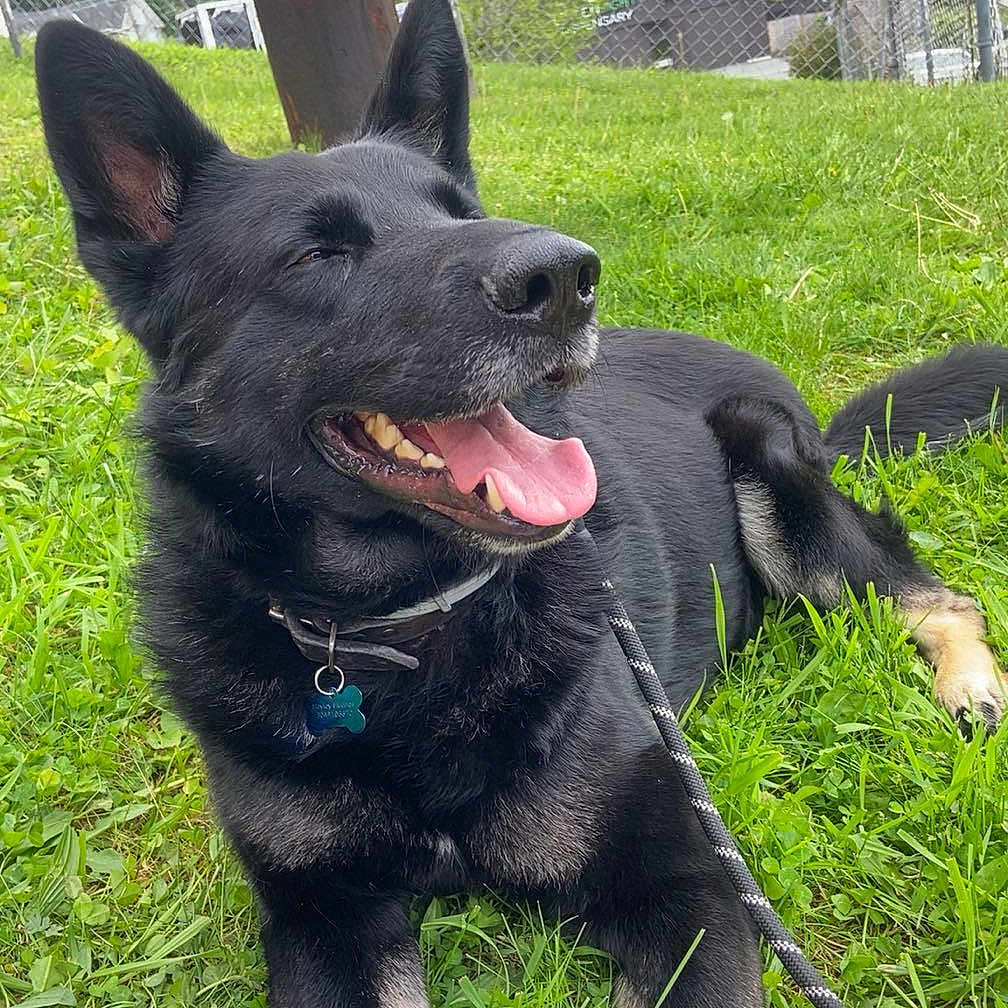 Meiko joined the competition — help win amazing prizes! animal, black_dog, blue_ball, canine, collar, daytime, dog, fence, german_shepherd, grass, happy, leash, nature, outdoor, panting, pet, playful, tan_paws, tongue_out, wooden_post