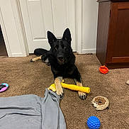 Meiko is registered to the contest to win money with this photo: animal, black, blanket, brown, cabinet, canine, carpet, dog, door, floor, furniture, german_shepherd, house, indoor, looking, lying, pet, play, tan, toy