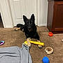 animal, black, blanket, brown, cabinet, canine, carpet, dog, door, floor, furniture, german_shepherd, house, indoor, looking, lying, pet, play, tan, toy
