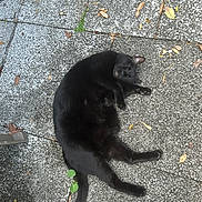 Peppa joined the competition — help win amazing prizes! black_cat, cat, animal, outdoor, pavement, stone, leaves, plant, relaxed, sleeping, feline, tail, nature, texture, gray, resting, daylight, closeup, pet, wildlife
