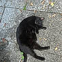 black_cat, cat, animal, outdoor, pavement, stone, leaves, plant, relaxed, sleeping, feline, tail, nature, texture, gray, resting, daylight, closeup, pet, wildlife