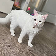 Mochi joined the competition — help win amazing prizes! alert, animal, bell, blurred_background, cat, collar, cute, domestic_animal, ears, floor, fur, home, indoor, mammal, pet, standing, tail, whiskers, white_cat, wooden_floor