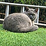 cat, grey_cat, pet, fur, green_grass, outdoor, bamboo, metal_railing, tail, yellow_eyes, whiskers, portrait, sitting, loaf_pose, closeup, garden, curious, feline, domestic_animal, relaxed