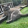 cat, gray_cat, british_shorthair, pet, grass, garden, wooden_log, lawn, outdoor, relaxed, yellow_eyes, fur, tail, close_up, bench, fence, plants, pebbles, sitting, portrait