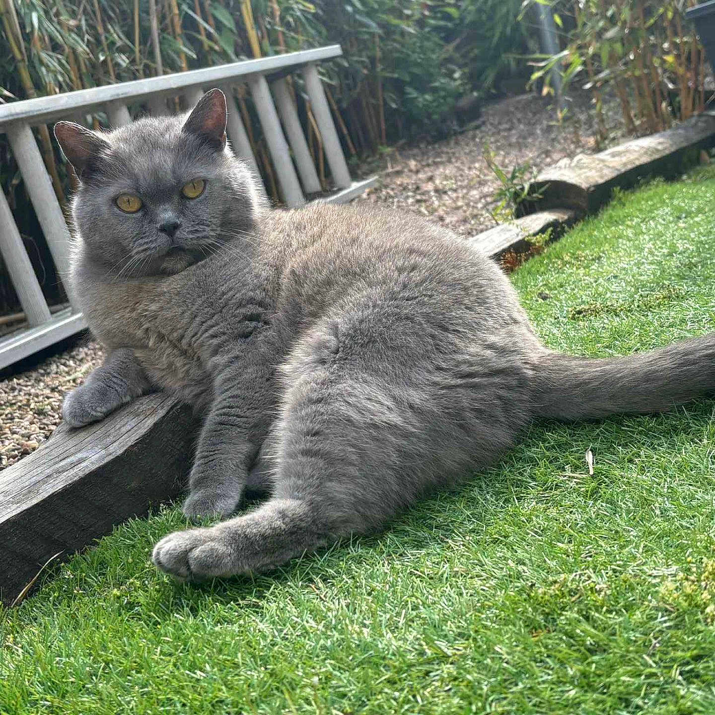 Luna is registered to the contest to win money with this photo: bench, british_shorthair, cat, close_up, fence, fur, garden, grass, gray_cat, lawn, outdoor, pebbles, pet, plants, portrait, relaxed, sitting, tail, wooden_log, yellow_eyes