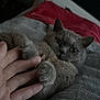 cat, gray_cat, cat_paw, human_hand, bed, blanket, cozy, indoor, pet, whiskers, yellow_eyes, close_up, fur, sleepy, portrait, clutching, soft_texture, relaxing, hand_holding, feline