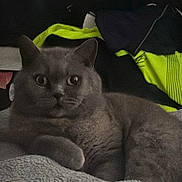 Luna is registered to the contest to win money with this photo: cat, gray_cat, pet, animal, british_shorthair, indoor, blanket, bed, fur, whiskers, eyes, portrait, close_up, cozy, lounging, relaxed, looking_at_camera, soft_texture, furniture, clothing