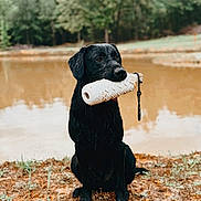 Grim is registered to the contest to win money with this photo: dog, black_dog, wet, toy, mouth, pond, water, muddy_ground, grass, trees, outdoor, nature, animal, pet, sitting, playful, fetch_toy, canine, loyal, alert