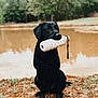 dog, black_dog, wet, toy, mouth, pond, water, muddy_ground, grass, trees, outdoor, nature, animal, pet, sitting, playful, fetch_toy, canine, loyal, alert