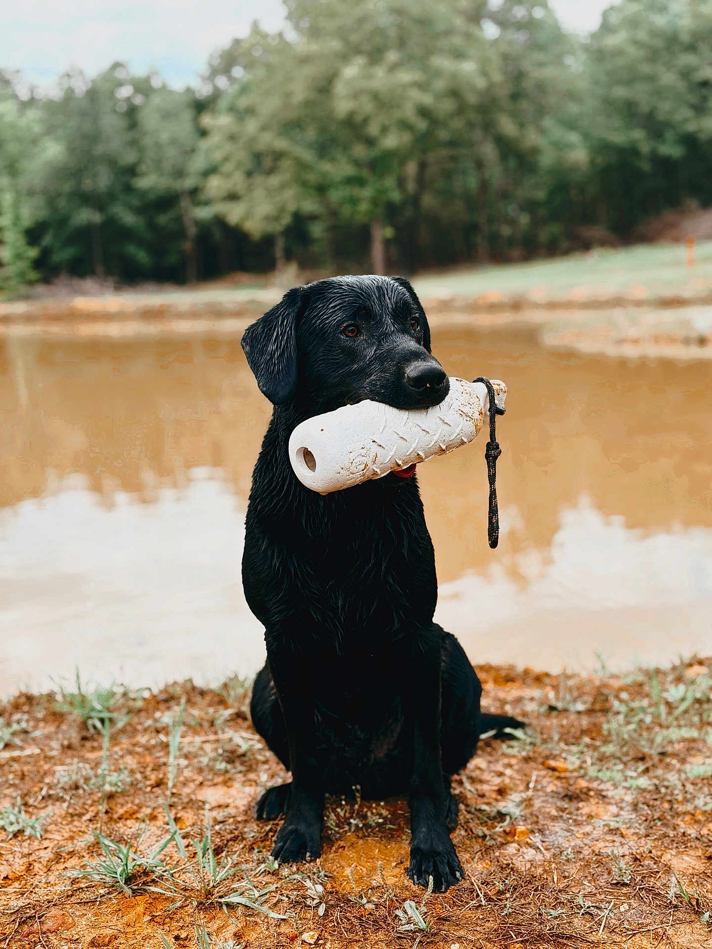 Grim is registered to the contest to win money with this photo: dog, black_dog, wet, toy, mouth, pond, water, muddy_ground, grass, trees, outdoor, nature, animal, pet, sitting, playful, fetch_toy, canine, loyal, alert