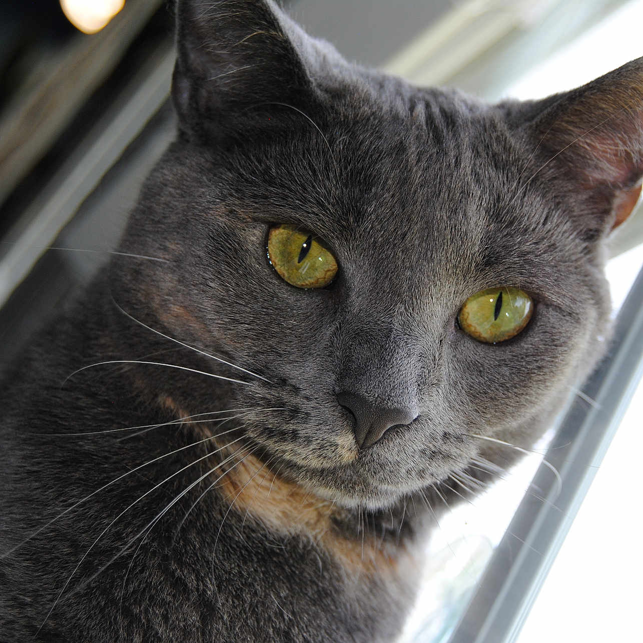 Pepper is registered to the contest to win money with this photo: animal, cat, close_up, curious, domestic_cat, face, feline, focused, fur, gray_cat, indoor, looking, mammal, pet, portrait, soft_light, whiskers, whiskers_visible, window, yellow_eyes