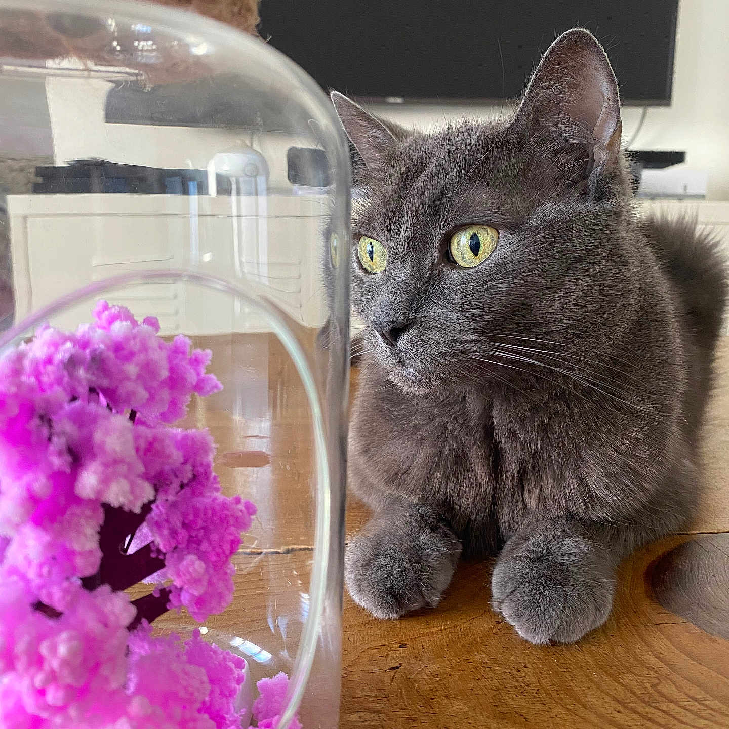 Caline participe au concours pour gagner de l'argent avec cette photo : animal, cat, computerhardware, electronics, flower, flowerarrangement, flowerbouquet, hardware, hardwood, jar, kitten, manx, monitor, pet, petal, plant, pottery, purple, screen, wood