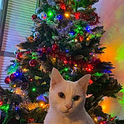 Peluche a rejoint le concours — aidez-le/la à gagner de superbes lots ! cat, white_cat, christmas_tree, holiday, decorations, ornaments, lights, indoor, festive, pet, animal, tree, colorful, celebration, seasonal, cozy, cute, feline, sitting, home