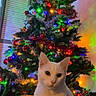 cat, white_cat, christmas_tree, holiday, decorations, ornaments, lights, indoor, festive, pet, animal, tree, colorful, celebration, seasonal, cozy, cute, feline, sitting, home