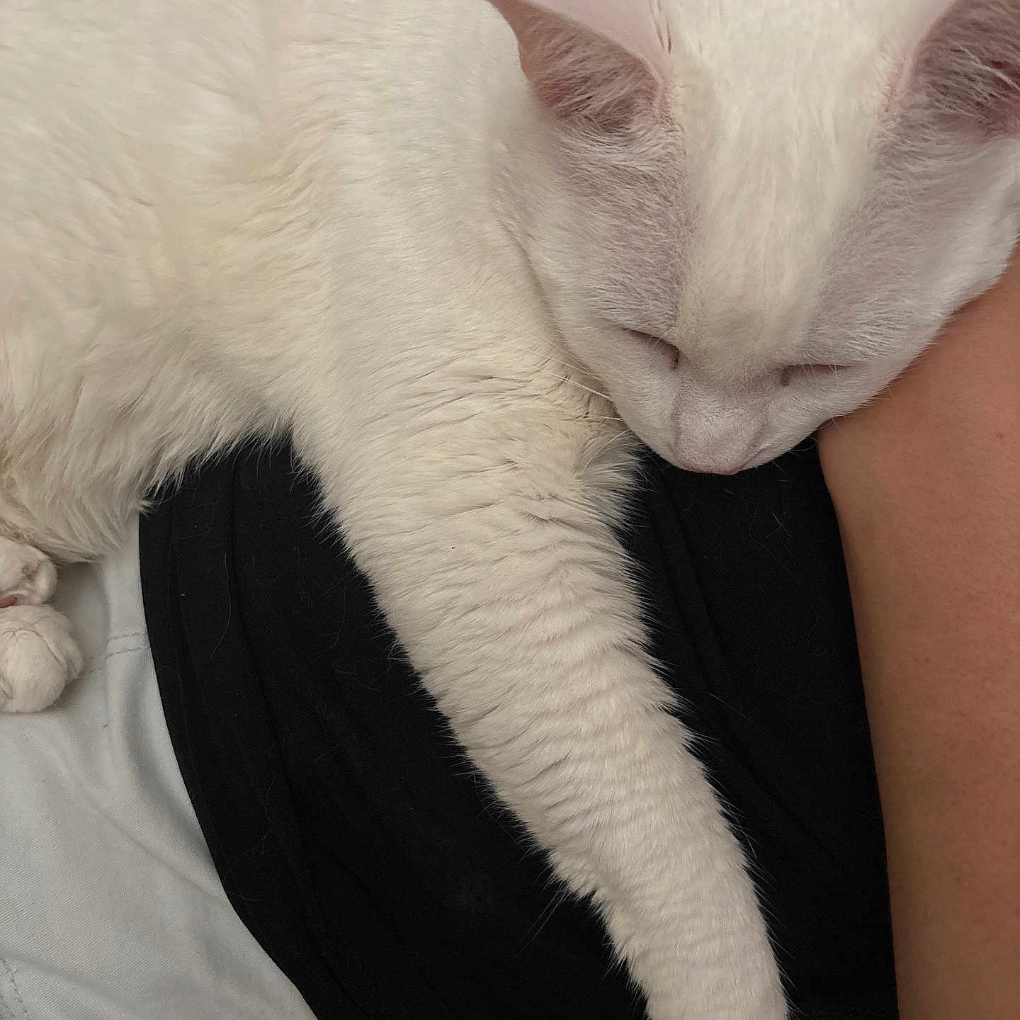 Peluche