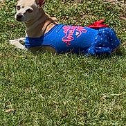 Sadie is registered to the contest to win money with this photo: animal, blue_outfit, canine, casual, chihuahua, cute, daylight, dog, grass, greenery, nature, outdoor, park, pet_clothing, relaxed, resting, small_dog, summer, sunlight, tree