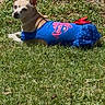 animal, blue_outfit, canine, casual, chihuahua, cute, daylight, dog, grass, greenery, nature, outdoor, park, pet_clothing, relaxed, resting, small_dog, summer, sunlight, tree