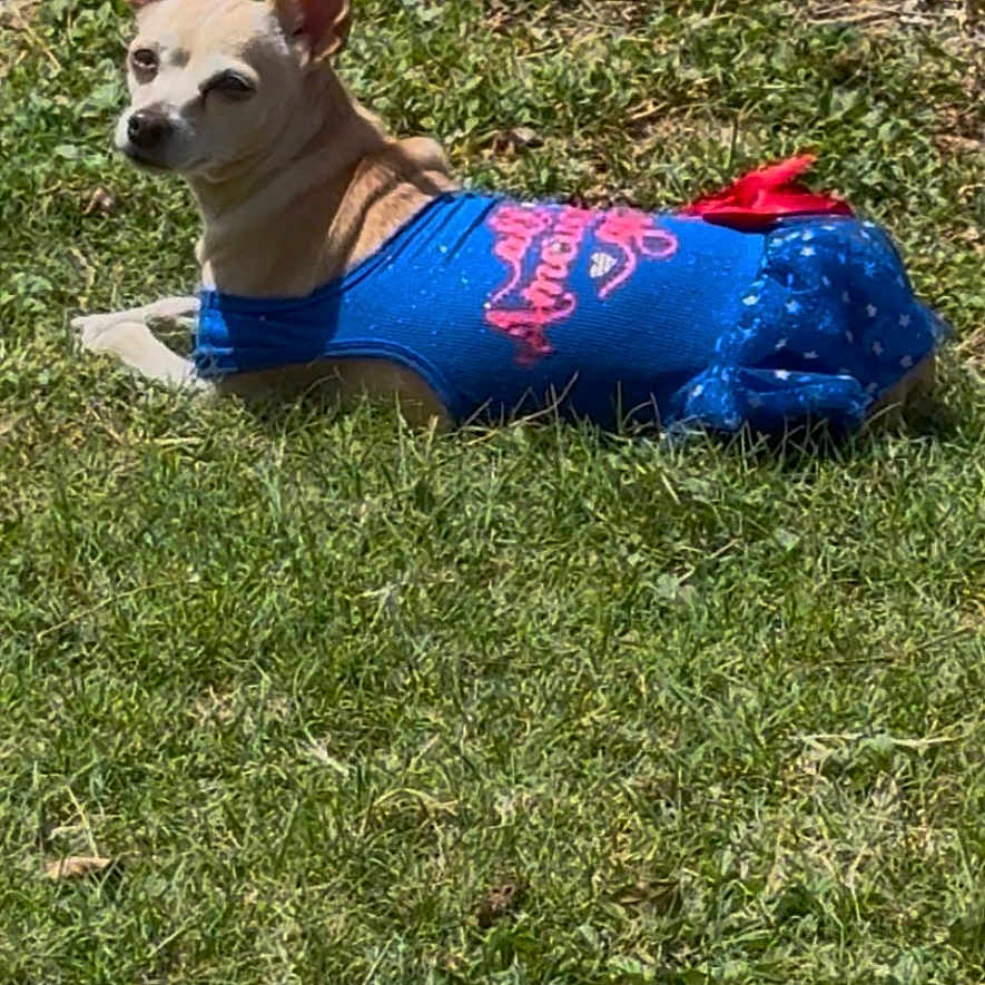 Sadie is registered to the contest to win money with this photo: animal, blue_outfit, canine, casual, chihuahua, cute, daylight, dog, grass, greenery, nature, outdoor, park, pet_clothing, relaxed, resting, small_dog, summer, sunlight, tree