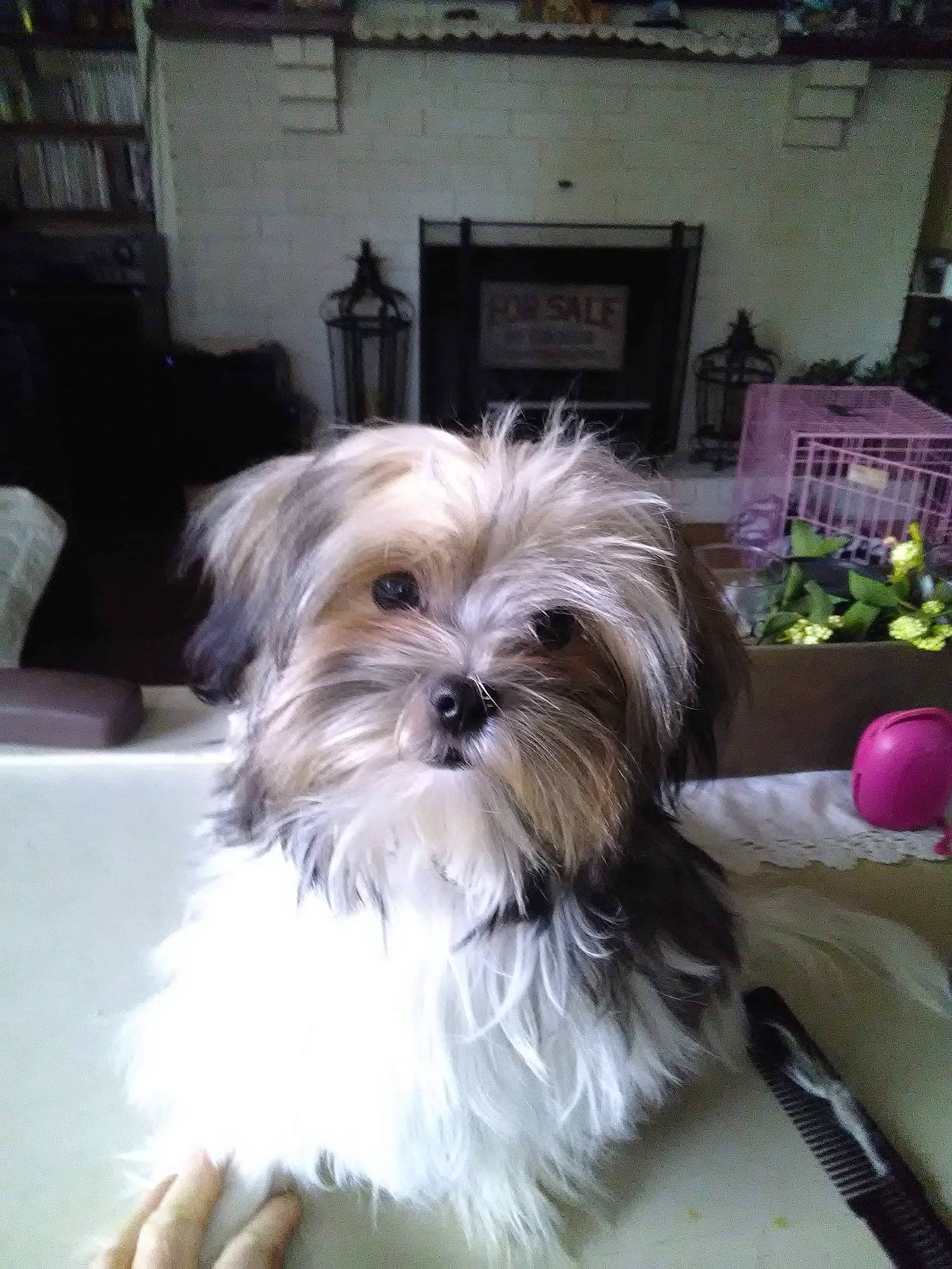 Brewster is registered to the contest to win money with this photo: biewer_terrier, canidae, carnivore, companion_dog, dog, dog_breed, fawn, fur, liver, mal_shi, maltepoo, shih_poo, shih_tzu, small_terrier, snout, sporting_group, tableware, terrier, toy_dog, working_animal