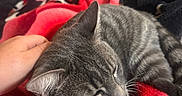 Simba participe au concours pour gagner de l'argent avec cette photo : animal, bed, bedroom, blanket, cat, close_up, cozy, cuddly, ears, fur, gray_cat, home, indoor, petting, portrait, relaxed, resting, sleeping, tabby, whiskers