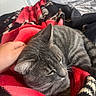animal, bed, bedroom, blanket, cat, close_up, cozy, cuddly, ears, fur, gray_cat, home, indoor, petting, portrait, relaxed, resting, sleeping, tabby, whiskers