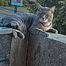 Simba a rejoint le concours — aidez-le/la à gagner de superbes lots ! alert, animal, balcony, building, cat, collar, concrete, daylight, feline, focused, gray_tabby, ledge, lying_down, outdoor, pet, portrait, sitting, tree, urban, whiskers