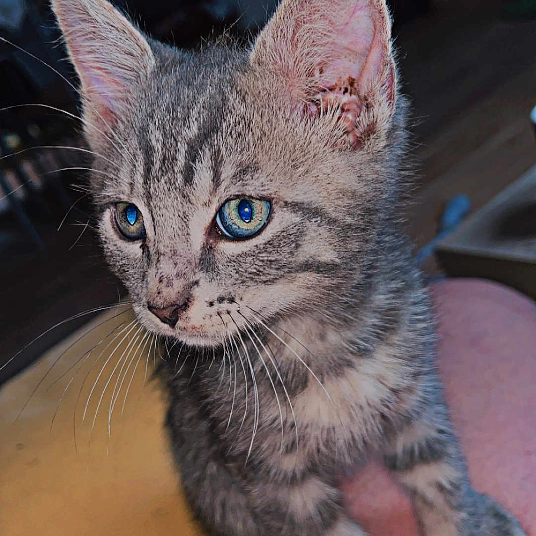 Simba a rejoint le concours — aidez-le/la à gagner de superbes lots ! animal, blue_eyes, cat, close_up, curious, cute, domestic_cat, ears, feline, fur, gray_tabby, indoor, kitten, paws, person_leg, pet, portrait, sitting, whiskers, young