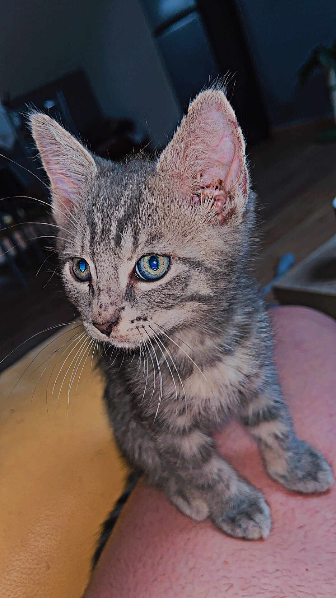Simba