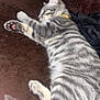 Simba a rejoint le concours — aidez-le/la à gagner de superbes lots ! cat, kitten, sleeping, gray_tabby, striped, paws, pink_pads, feline, pet, domestic_cat, resting, cozy, blanket, brown, fur, whiskers, animal, cute, indoor, relaxing