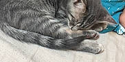 Simba participe au concours pour gagner de l'argent avec cette photo : cat, kitten, sleeping, gray_tabby, curled_up, bed, pillow, blue, soft, cozy, pet, animal, fur, whiskers, cute, nap, indoors, resting, domestic_cat, feline