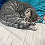 cat, kitten, sleeping, gray_tabby, curled_up, bed, pillow, blue, soft, cozy, pet, animal, fur, whiskers, cute, nap, indoors, resting, domestic_cat, feline