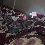 Simba a rejoint le concours — aidez-le/la à gagner de superbes lots ! kitten, cat, blanket, pattern, bed, indoor, cozy, fan, wall, gray, tabby, pet, small, cute, animal, fur, sleepy, resting, soft, comfort