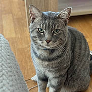 Simba a rejoint le concours — aidez-le/la à gagner de superbes lots ! animal, blanket, cat, cute, ears, feline, front_view, fur, gray_cat, green_eyes, home, indoors, pet, portrait, serious_expression, sitting, striped_fur, tabby, whiskers, wooden_floor