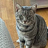 animal, blanket, cat, cute, ears, feline, front_view, fur, gray_cat, green_eyes, home, indoors, pet, portrait, serious_expression, sitting, striped_fur, tabby, whiskers, wooden_floor