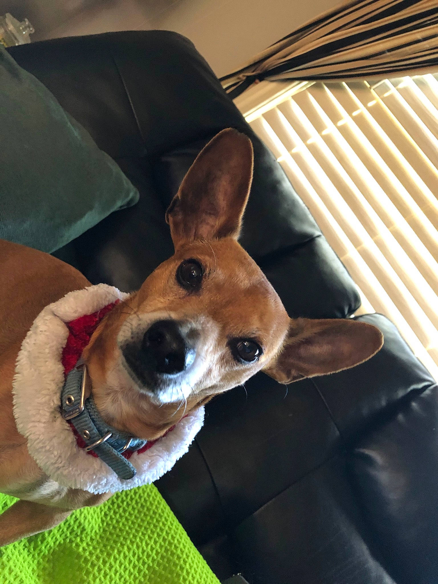 Charlie is registered to the contest to win money with this photo: basenji, canidae, carnivore, carolina_dog, chihuahua, companion_dog, corgi_chihuahua, dog, dog_breed, ear, fawn, feist, mammal, pembroke_welsh_corgi, rat_terrier, snout, toy_dog, toy_fox_terrier, vertebrate, welsh_corgi