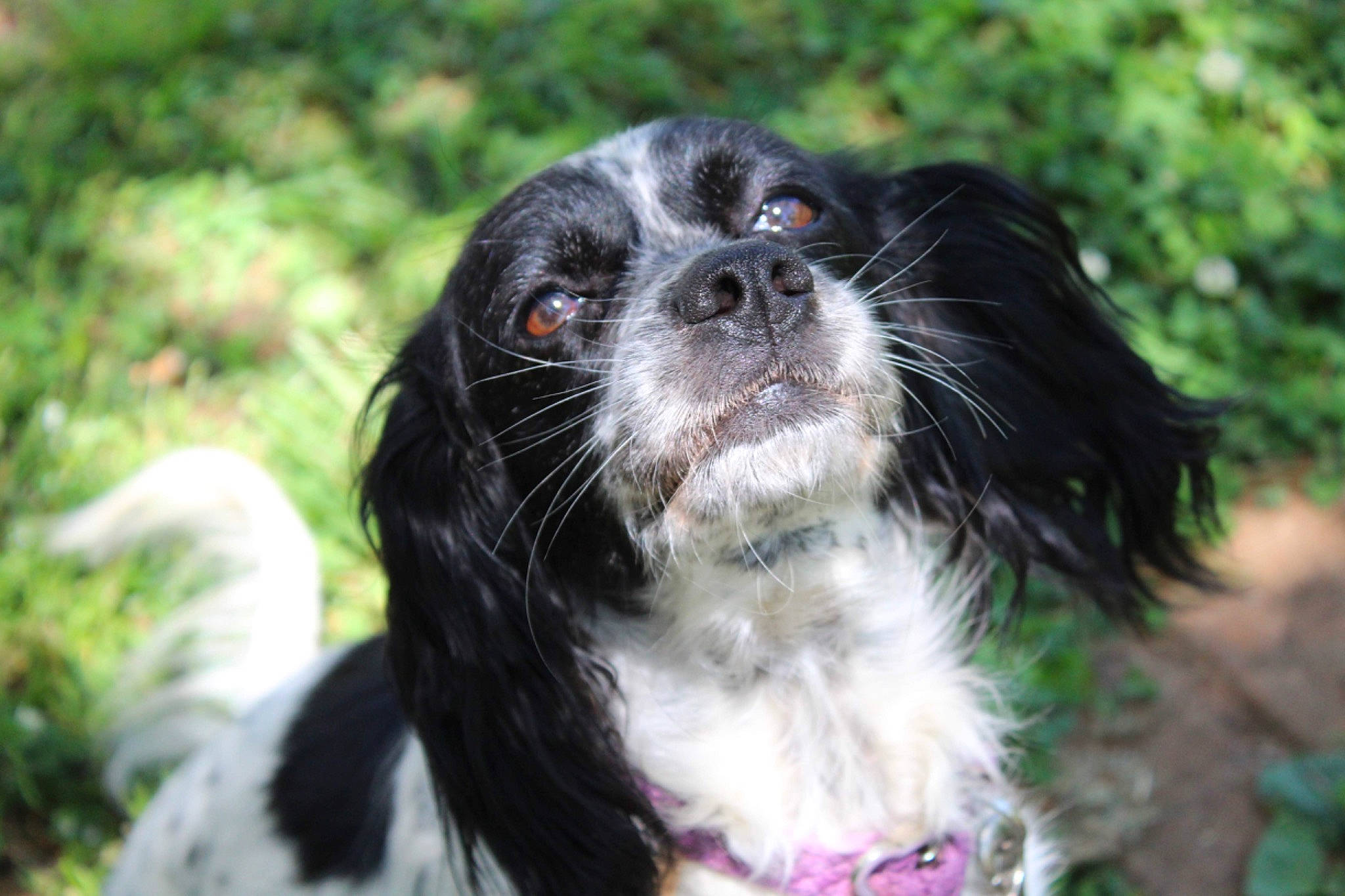 London is registered to the contest to win money with this photo: blue_picardy_spaniel, canidae, carnivore, cocker_spaniel, companion_dog, dog, dog_breed, english_cocker_spaniel, french_spaniel, large_munsterlander, mammal, picardy_spaniel, rare_breed_dog, russian_spaniel, small_munsterlander, snout, spaniel, sporting_group, stabyhoun, vertebrate